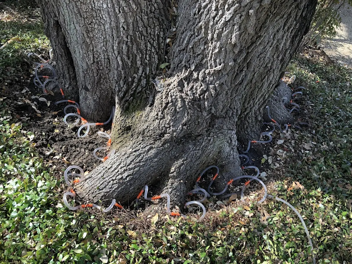 Detailed Tree Cabling and Bracing job site in Wyandanch