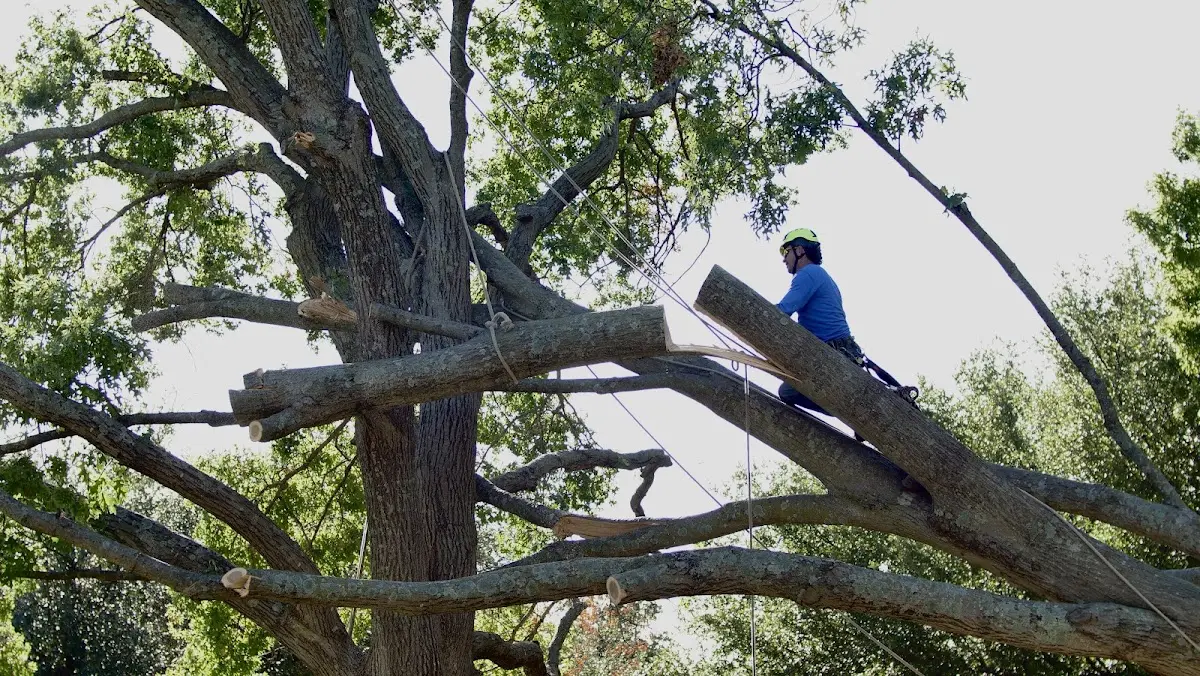 Professional Hazardous Tree Removal performed by certified arborists in Wyandanch