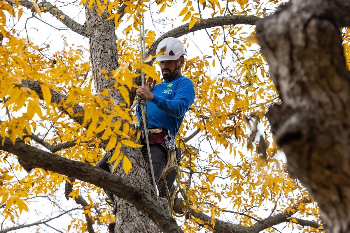 Skilled Tree Pruning crew working in Wyandanch