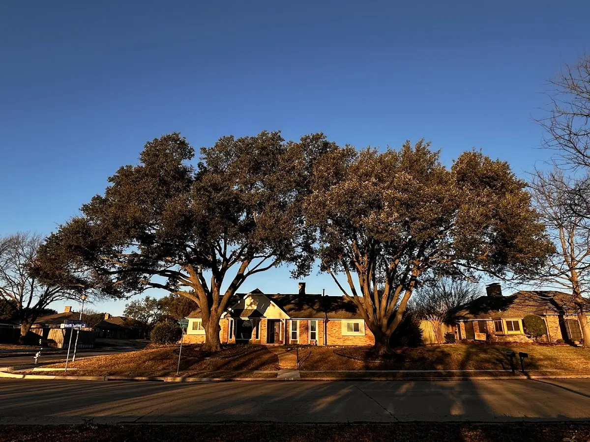 Established residential canopy tree shading a home in Wyandanch